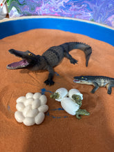 Load image into Gallery viewer, Miniature Alligator Life Stages
