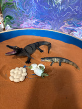 Load image into Gallery viewer, Miniature Alligator Life Stages
